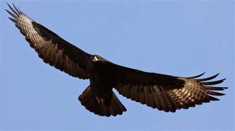 65 Jenis Burung Elang di Indonesia Lengkap Dengan Gambar