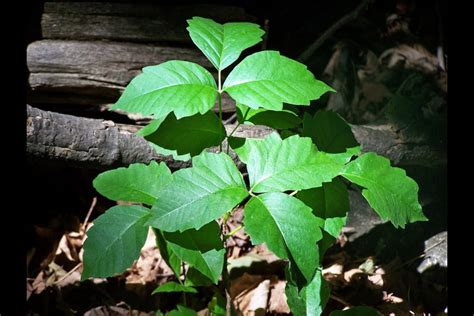 Learning to identify poison ivy can save a lot of grief (3 photos) - Midland News