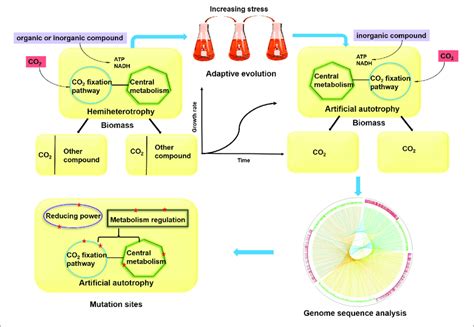 | The conversion process of hemiheterotrophy to artificial autotrophy ...