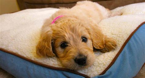 Toy Poodle And Golden Retriever Mix | Wow Blog