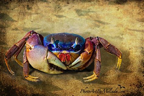 Florida Blue Land Crab | Cardisoma guanhumi, also known as t… | Flickr