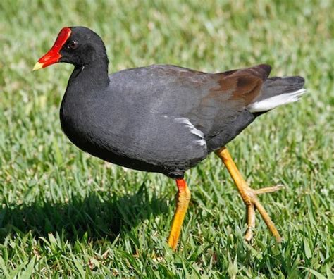 “Hawaiian Gallinule” – birdfinding.info