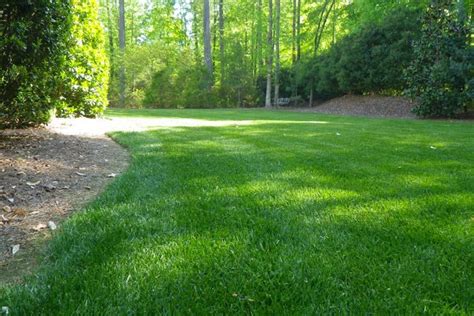 Fine Fescue Grass for Lawns - Quiet Corner | Ground cover plants shade, Fescue grass, Lawn