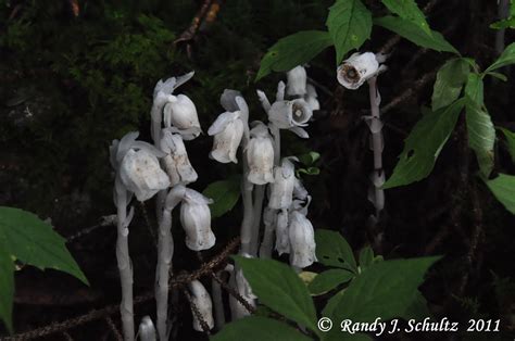 A Walk In The Woods: Indian Pipe