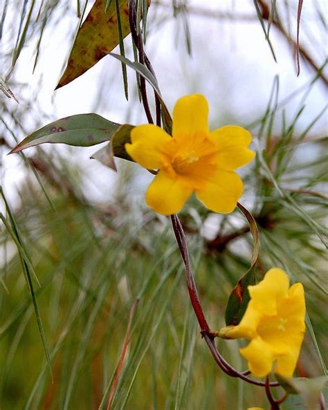 South Carolina State Flower by Bill's_Eye_View, via Flickr | South ...