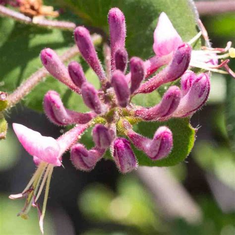 Caprifoliaceae – MonFlora