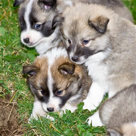 Icelandic Sheepdog Puppies | Ólafur Kr. Ólafsson | Flickr