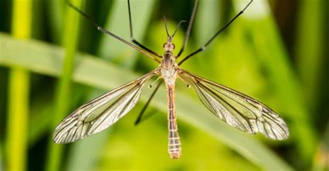 What Do Crane Flies (Mosquito Hawks) Eat? - IMP WORLD