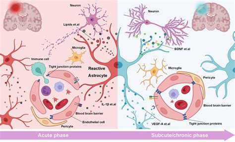 Astrocyte