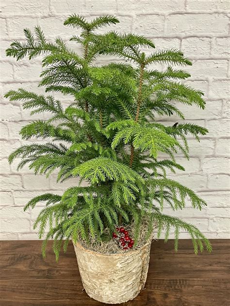 Norfolk Island Pine Care: Indoor and Outdoor Growing Tips - GetRather.com