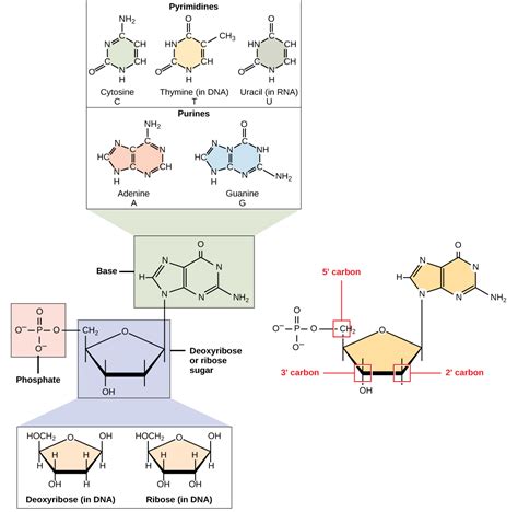 1.1: The Structure of DNA - Biology LibreTexts