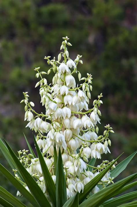 🇸🇻 La Flor de Izote es... - República Federal de Centroamérica