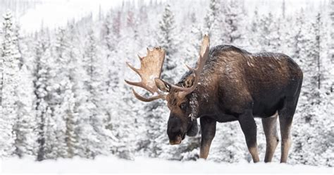 Captivating Drone Footage of Moose Shedding Its Antlers Is Truly ...