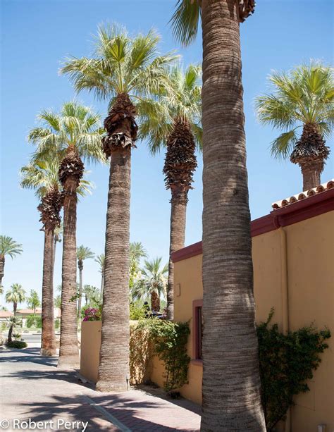 California fan palm - Waterwise Garden Planner