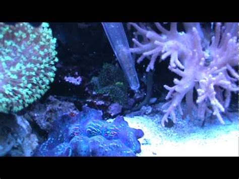 feeding engineer goby - YouTube