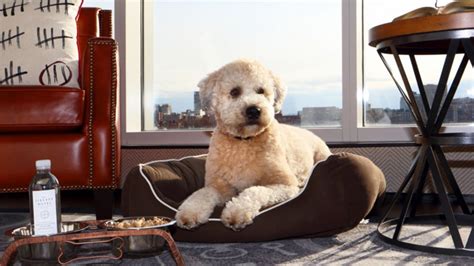 The best pet-friendly hotels in the US | CNN Underscored