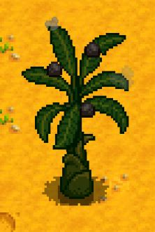 Banana Tree - Stardew Valley Wiki