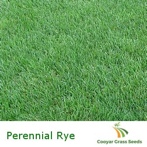 Turf Type Perennial Rye - Pure - Cooyar Grass Seeds