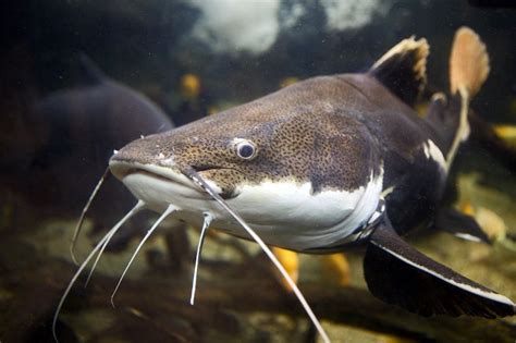 Pez Bagre: Características, origen y biología | Bagre, Siluriformes ...