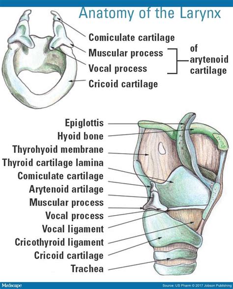 Arytenoid Cartilage Muscular Process