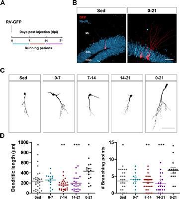 Frontiers | Rejuvenating the Brain With Chronic Exercise Through Adult Neurogenesis