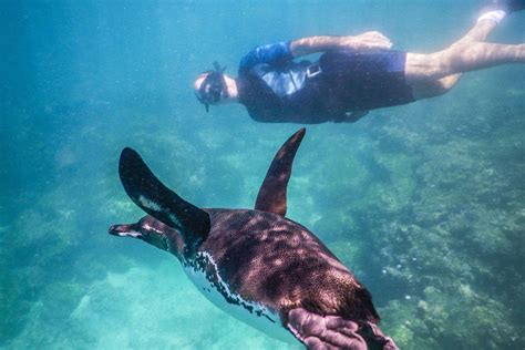 Snorkeling with Galapagos penguins - Santa Cruz Galapagos Cruz