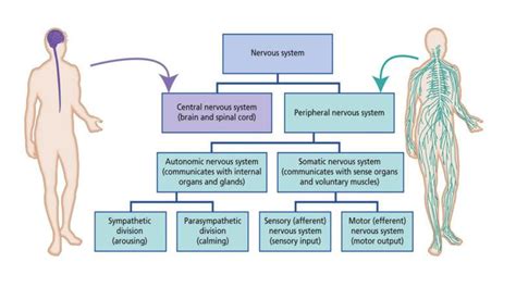 The Autonomic Nervous System Explained | Natalia Rachel