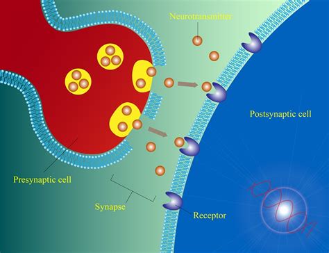 Electrical Synapses Are Critical for Chemical Synapse Function