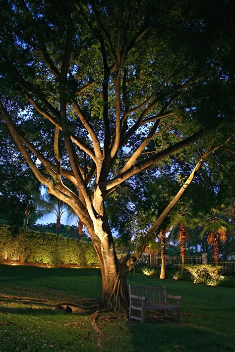 Uplighting large trees | Garden lighting design, Outdoor tree lighting ...