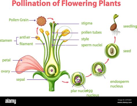 Diagram of pollination of flowering plants illustration Stock Vector ...