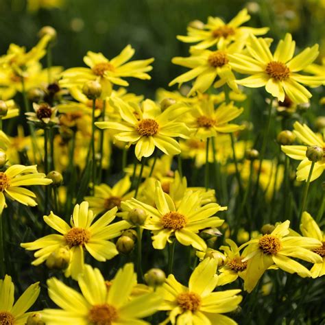 Buy Coreopsis Perennials (Tickseed) Online | Garden Goods Direct