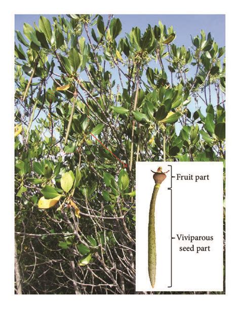 Photographs of Rhizophora stylosa and its seed. | Download Scientific Diagram