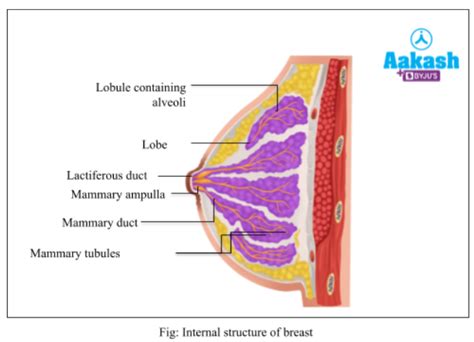 Mammary Glands Function, Development, Types & Structure of Breast | AESL