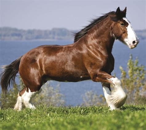 THE CLYDESDALE