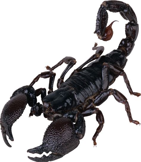 Black Scorpion Icon, Vector, Insect Symbol Transparent