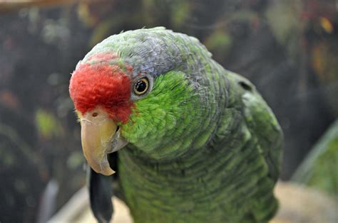 Green-Cheeked Amazon Parrot Bird Species Profile