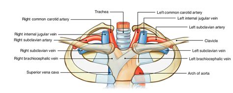 Subclavian Arteries – Earth's Lab