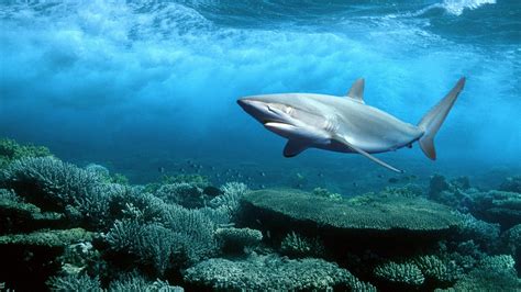 shark coral sea Wallpapers HD / Desktop and Mobile Backgrounds