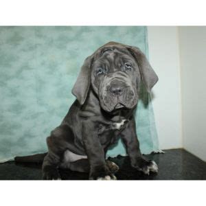 Neapolitan Mastiff vs Cane Corso – Everything You Need To Know! (2024)