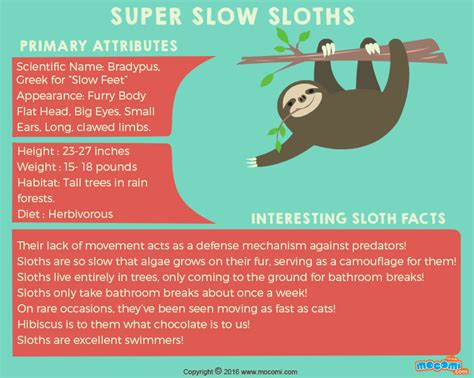 Sloth Facts and Information - Gifographic for Kids | Mocomi