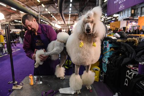 Westminster Dog Show 2020: Siba the standard poodle is "Best in Show ...