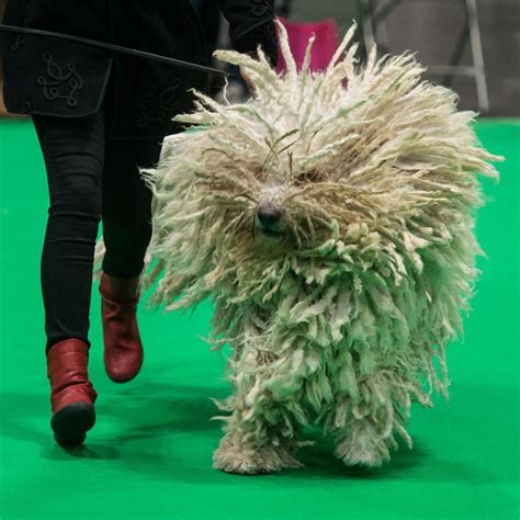 Crufts Dog Show Results 2019: Saturday Winners, Updated Schedule and TV Info | News, Scores ...