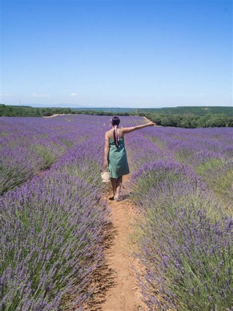 Brihuega Guadalajara | Lavender Fields in Spain