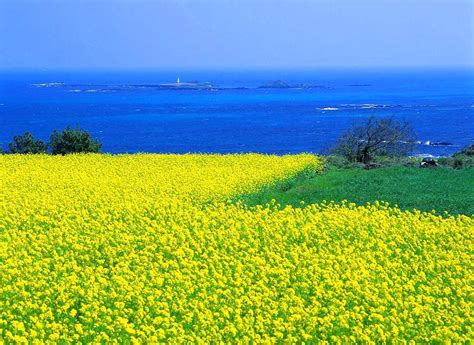 jeju island scenery