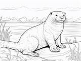 Tranquil River Otter Coloring  Coloring Page sketch template