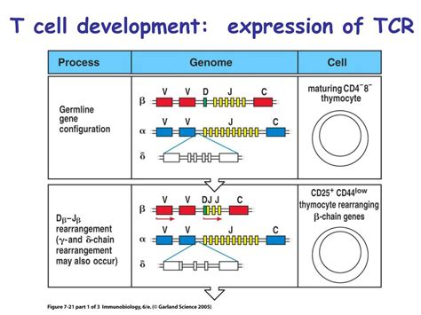 PPT - Lymphocyte development and survival Chapter 7 PowerPoint Presentation - ID:154382