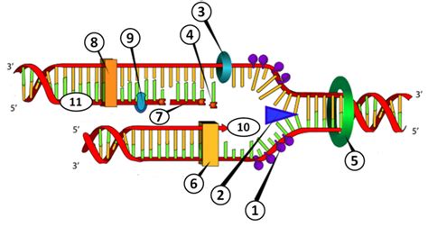 DNA Replication Model Diagram | Quizlet