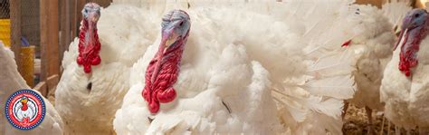 North Carolina Turkeys Pardoned by President Biden