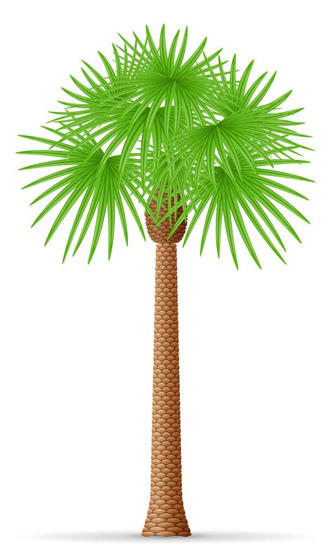 palm tree vector illustration 488657 Vector Art at Vecteezy