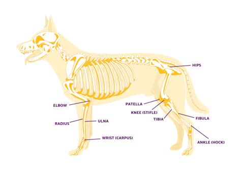 Dogs Can Recover from a Torn ACL Without Getting Surgery - Ortho Dog